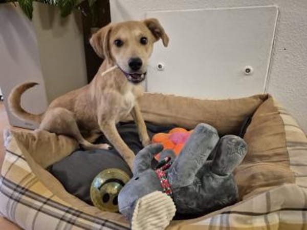 Pasqualino 🍀🍀🍀 ist ein kleiner Knirps