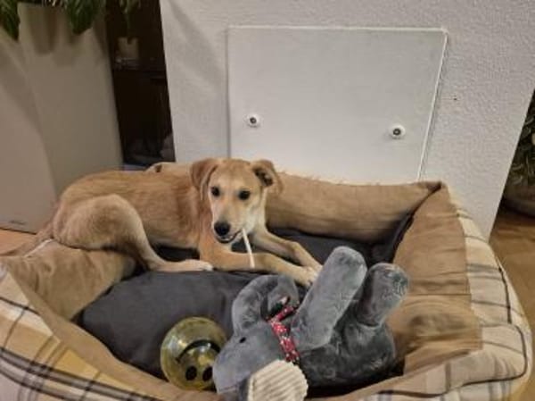 Pasqualino 🍀🍀🍀 ist ein kleiner Knirps