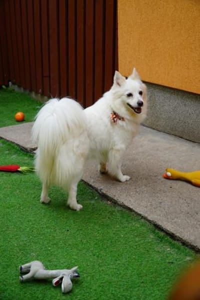 Lebensfrohe Amy hat eine Menge Energie