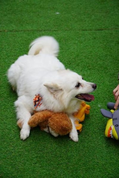 Lebensfrohe Amy hat eine Menge Energie