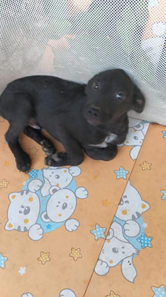 Black 💛💛💛 Lieb und anhänglich