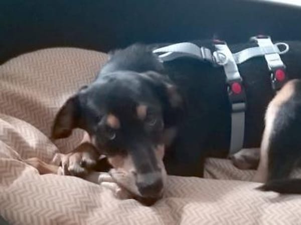 Branco möchte glücklich werden