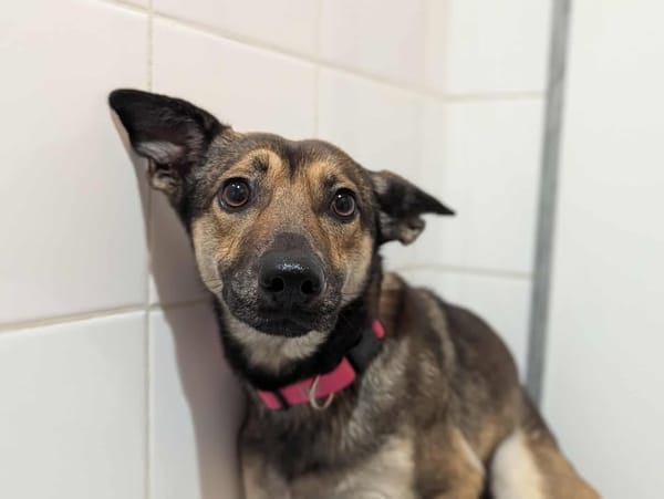 MAYA