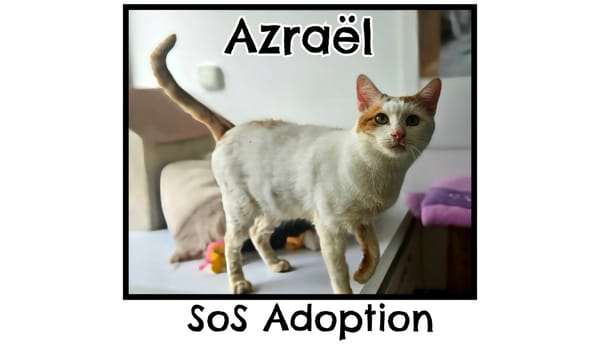 AZRAEL