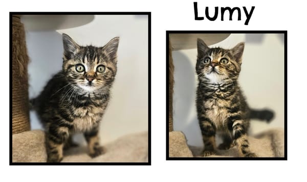 LUMY (Réservée)