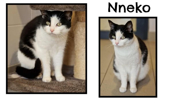 Nneko