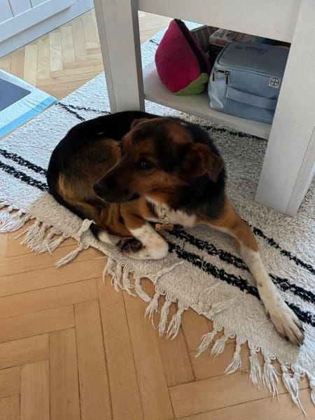 Houdini
