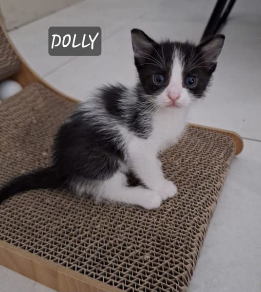 Dolly