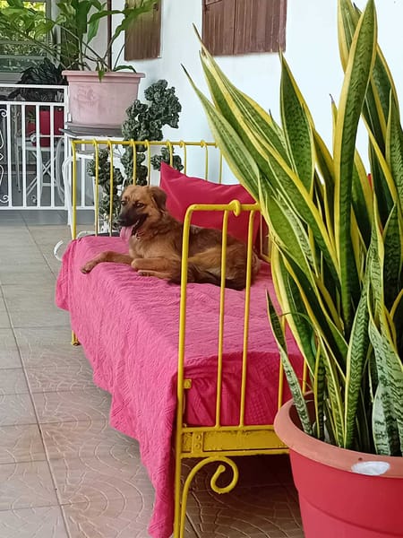 THÉA, élégance, douceur et tendresse réunies ! 🐾