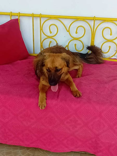 THÉA, élégance, douceur et tendresse réunies ! 🐾