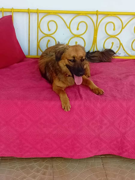 THÉA, élégance, douceur et tendresse réunies ! 🐾