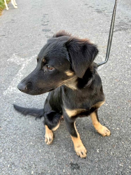 LORIENT, le petit bout en train au cœur tendre ! 🐾
