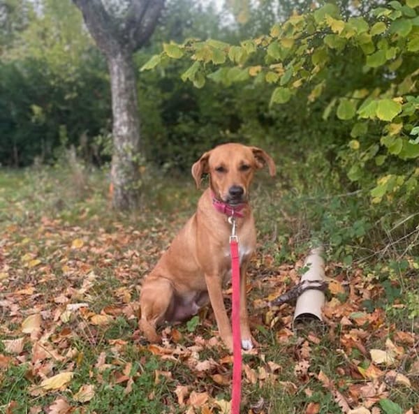 CHOUPY, Mâle berger créole junior