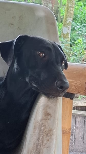 USLA, Femelle junior Berger Créole