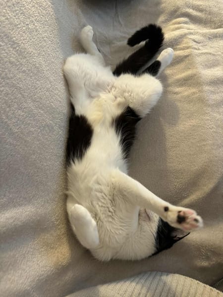 Poupette