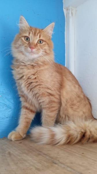FOZZIE