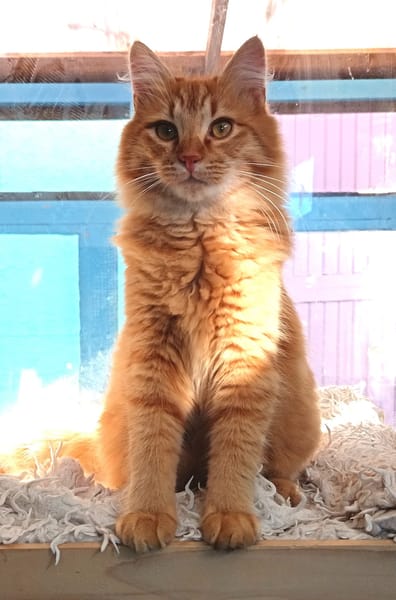 FOZZIE