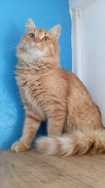 FOZZIE