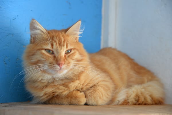 FOZZIE