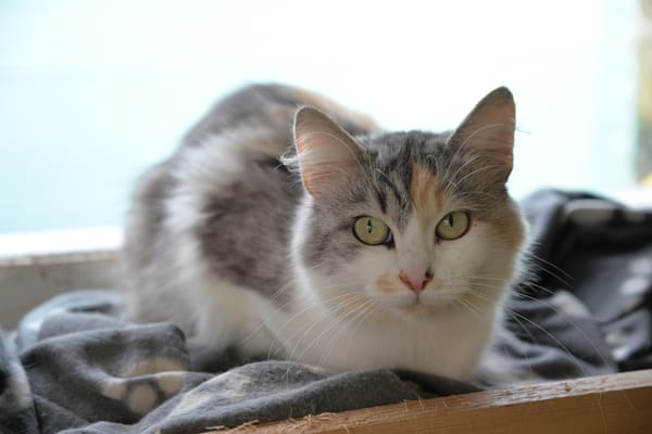 CYBELLE