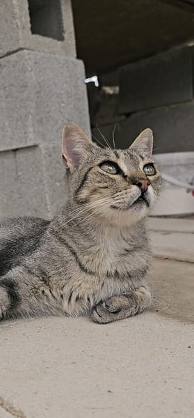 ERAA