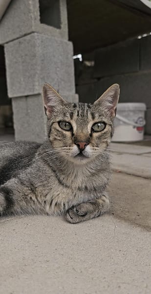 ERAA
