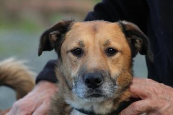 Sanjay - sehr verspielt u. kinderlieb