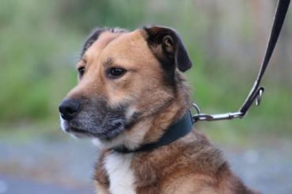 Sanjay - sehr verspielt u. kinderlieb