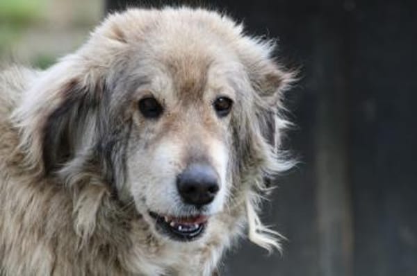 Onra - ruhige, sanfte Wuschelhündin