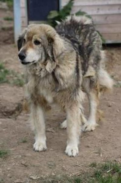 Onra - ruhige, sanfte Wuschelhündin