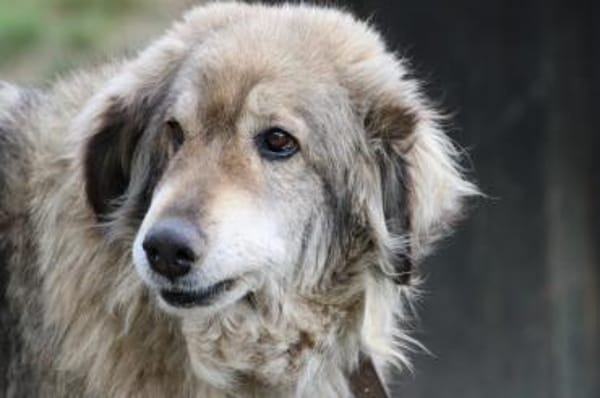 Onra - ruhige, sanfte Wuschelhündin