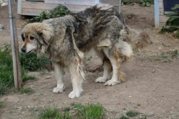 Onra - ruhige, sanfte Wuschelhündin