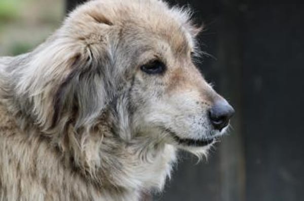 Onra - ruhige, sanfte Wuschelhündin