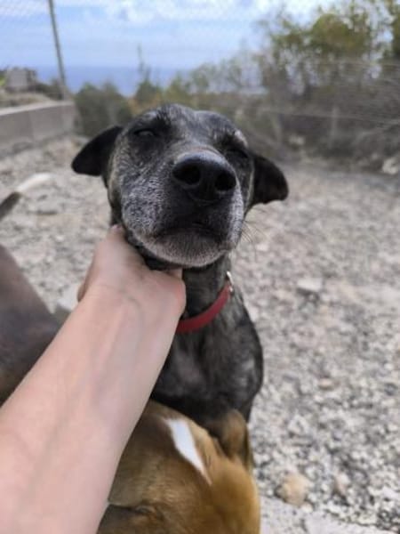 Caty ist eine Seele von Hund