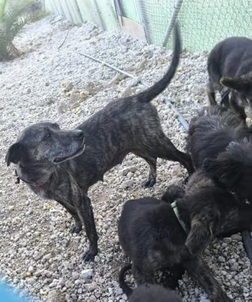 Caty ist eine Seele von Hund