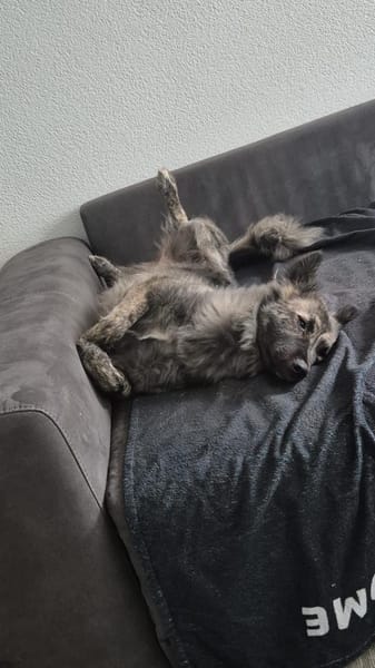 💛Raya 💛 sucht ihre Familie