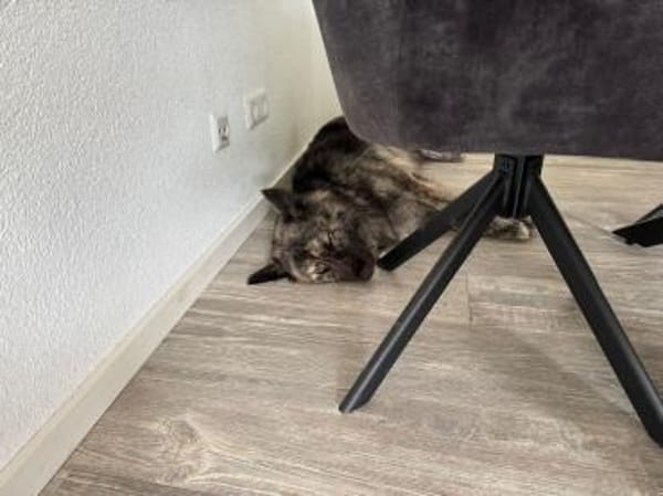 💛Raya 💛 sucht ihre Familie