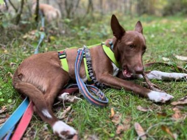 Siete1 sucht ein Zuhause