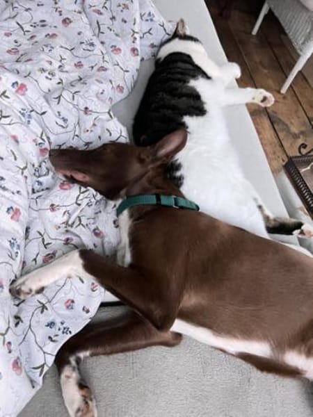 Siete1 sucht ein Zuhause