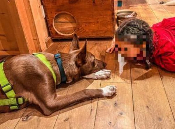 Siete1 sucht ein Zuhause