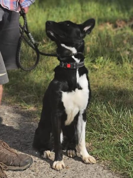 Black / Sean  sensibler Herzenshund