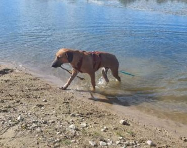 Taro ❤ wartet in 24885 Sieverstedt