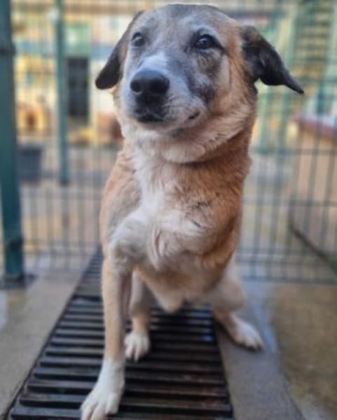 Arni ist ein unglaublicher Bube