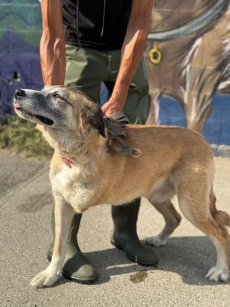 Arni ist ein unglaublicher Bube