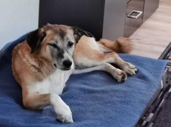 Arni ist ein unglaublicher Bube