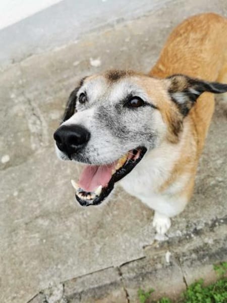 Arni ist ein unglaublicher Bube