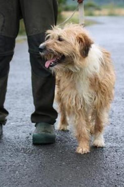 Ilio - hübscher Wuschelrüde