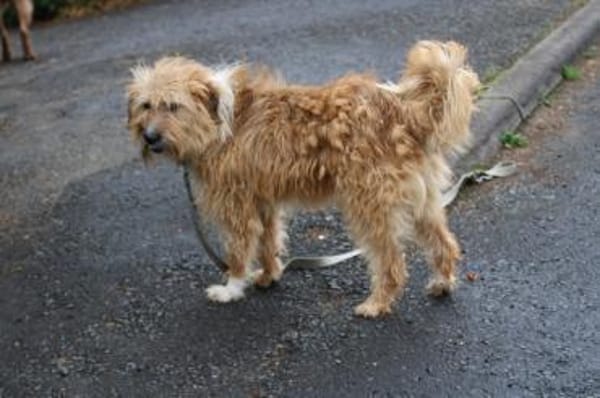 Ilio - hübscher Wuschelrüde