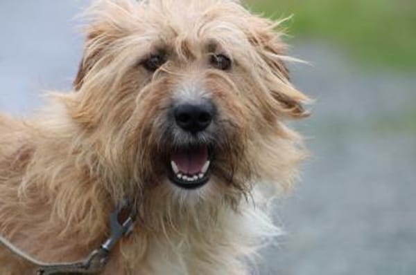 Ilio - hübscher Wuschelrüde