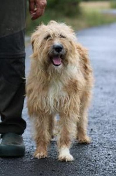 Ilio - hübscher Wuschelrüde